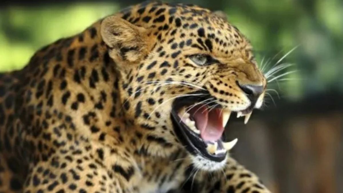leopard attack man killed in uttarakhand while defecating